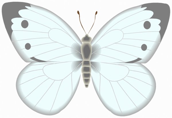 Бабочка капустница рисунок