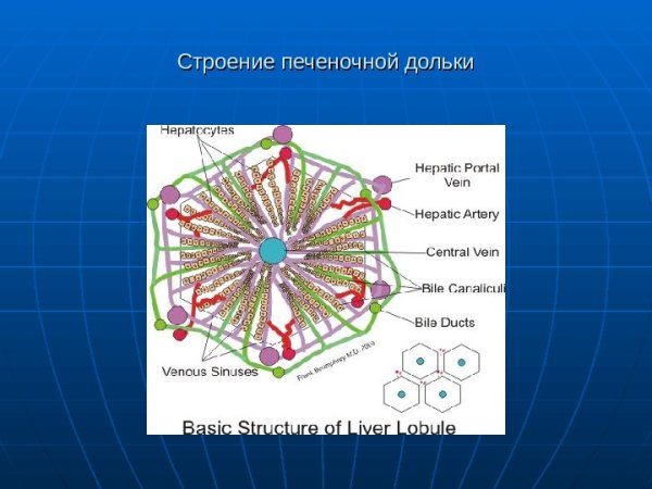 Кровоснабжение печеночной дольки схема