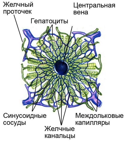 Строение печеночной дольки анатомия