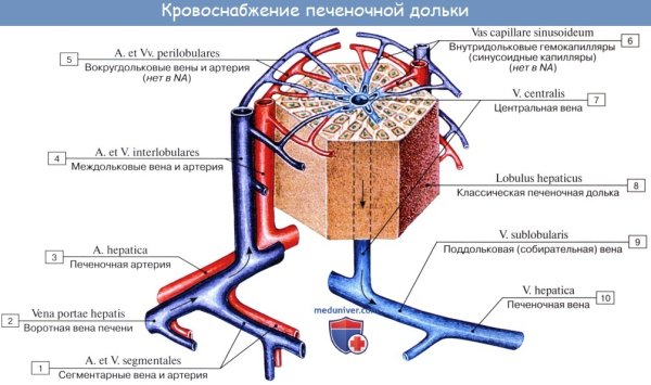Структурно-функциональная единица печени печеночная долька