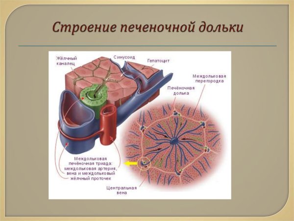 Строение печеночной дольки Триада