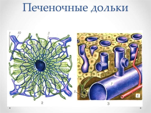 Печеночная долька гистология
