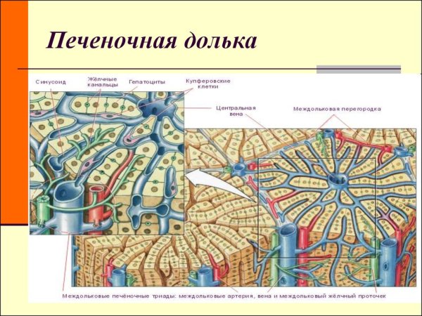 Печеночная долька цирроз схема