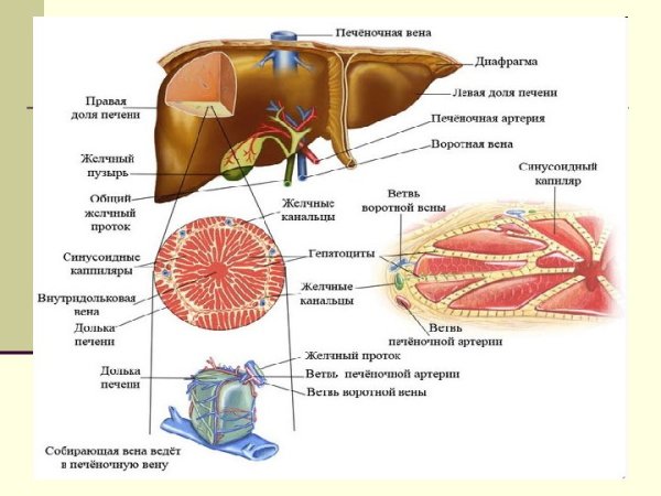 Строение печеночной дольки анатомия