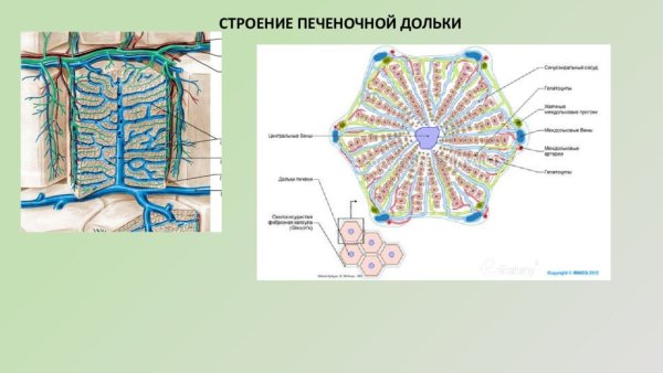 Строение печени и печеночной дольки