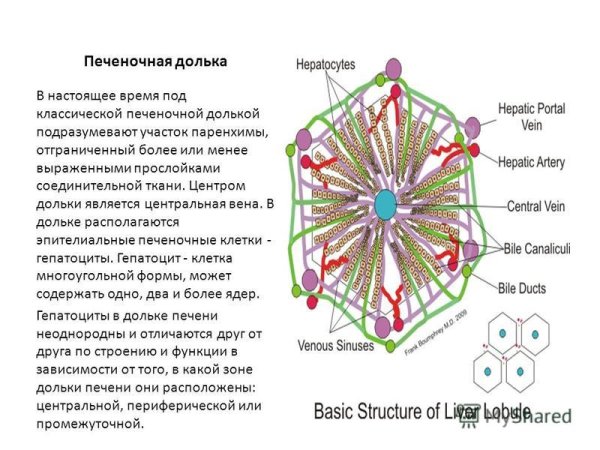 Схема строения дольки печени анатомия