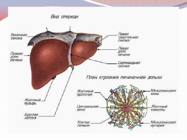 Схема печеночной дольки