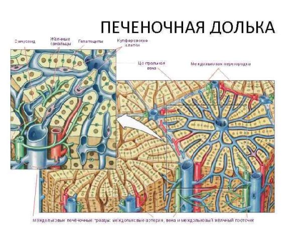 Клетки печеночной дольки