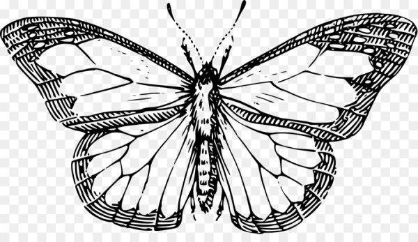 Насекомые черно белые