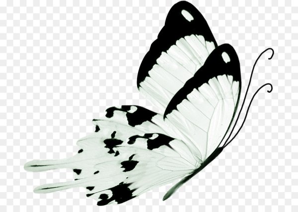 Белые бабочки на белом фоне