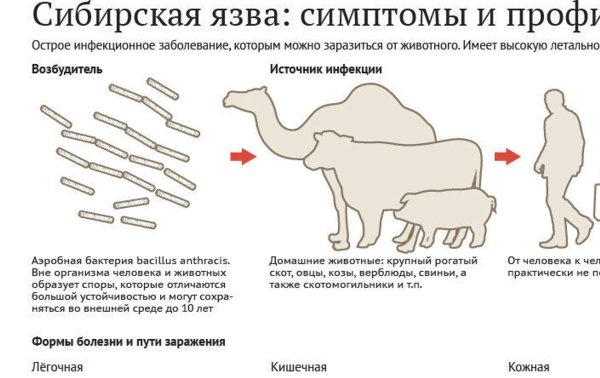 Сибирская язва возбудитель пути заражения меры предупреждения