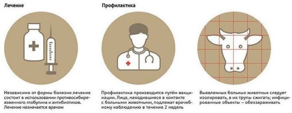 Сибирская язва у животных меры профилактики