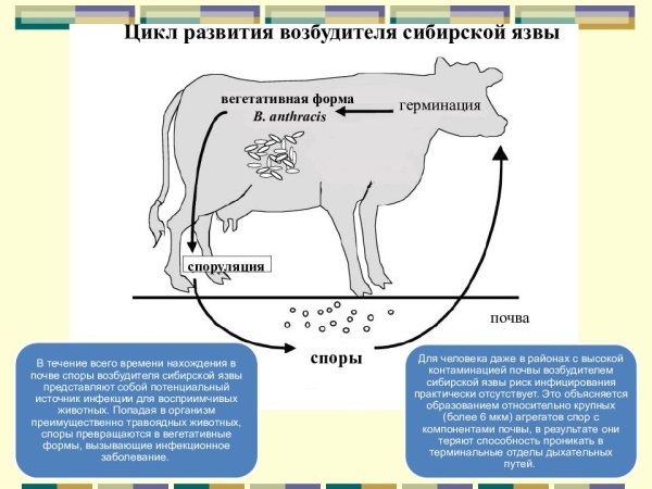 Сибирская язва возбудитель источник инфекции