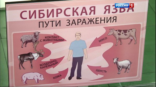 Сибирская язва способы заражения