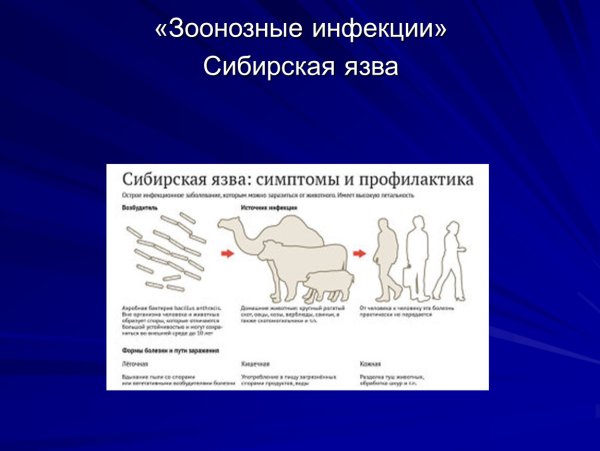 Источником инфекции при сибирской язве является