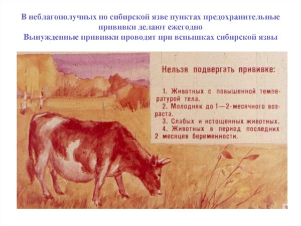 Сибирская язва патанатомия