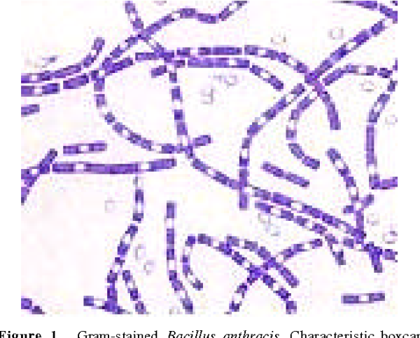 Bacillus anthracis Сибирская язва
