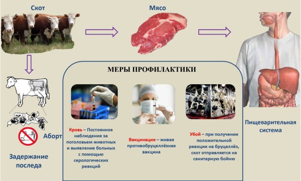 Бруцеллез КРС меры профилактики