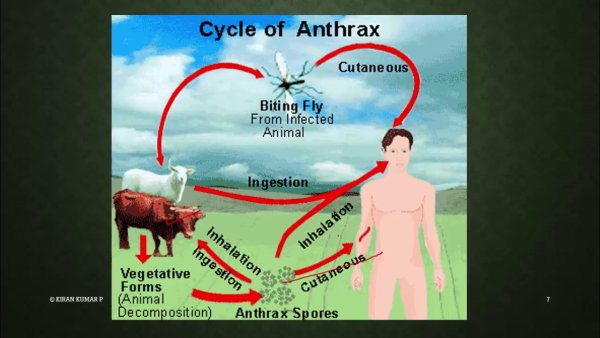 Цикл развития сибирской язвы