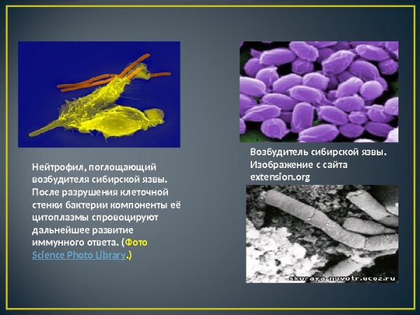Возбудит теля сибирской язвы