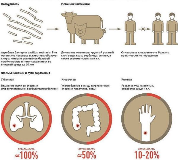 Сибирская язва схема заражения