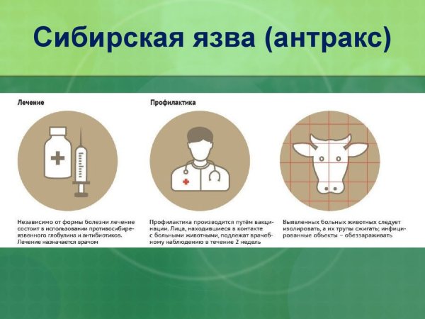 Профилактика сибирской язвы у животных