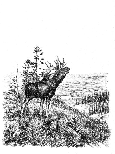 Лось Графика