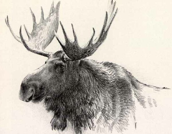 Robert Bateman Лось