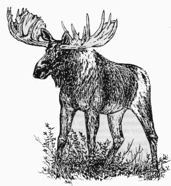 Лось Графика