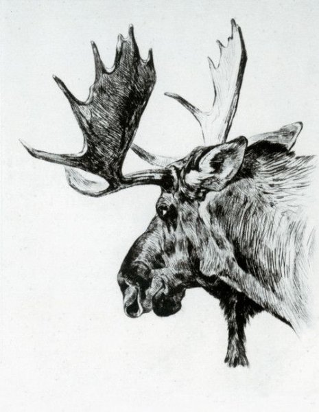 Голова лося Графика