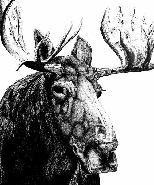 Лось карандашом