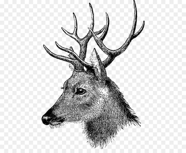 Графическое изображение оленя