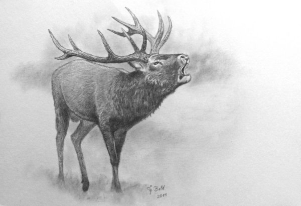 Олень рисунок карандашом