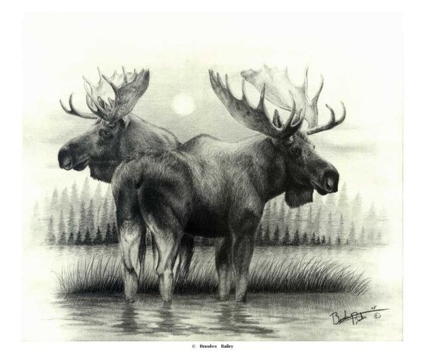 Лось живопись карандашом