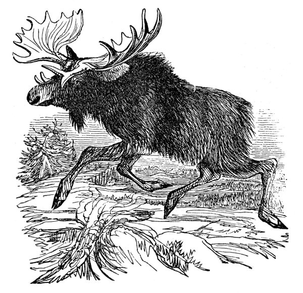 Гравюра "лоси"