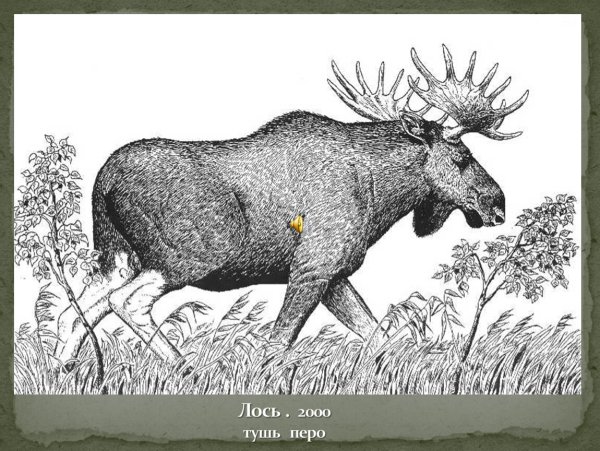 Лось черно белый