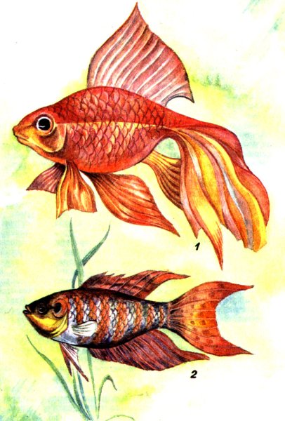 Анатомия золотой рыбки вуалехвост
