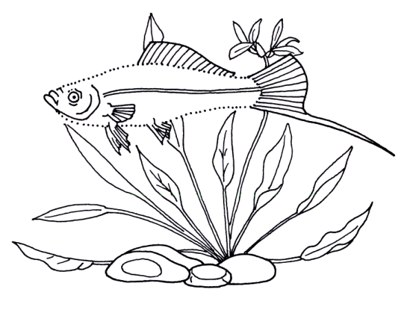 Меченосец рыбка раскраска для детей