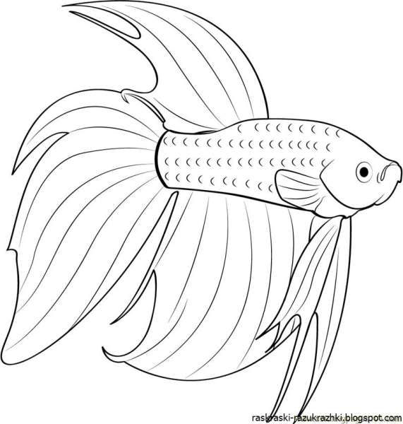 Раскраски аквариумные рыбки вуалехвост