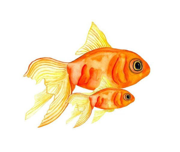 Золотая рыбка аквариумная для детей