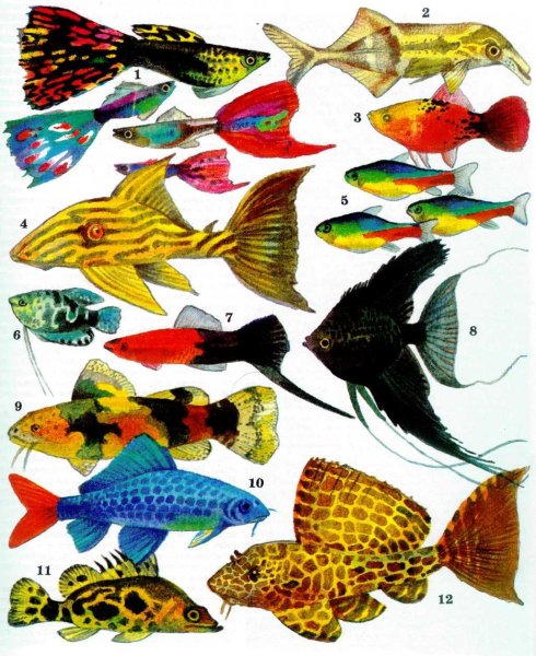 Разные рыбки