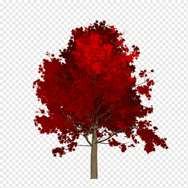 Клен Гиннала PMG