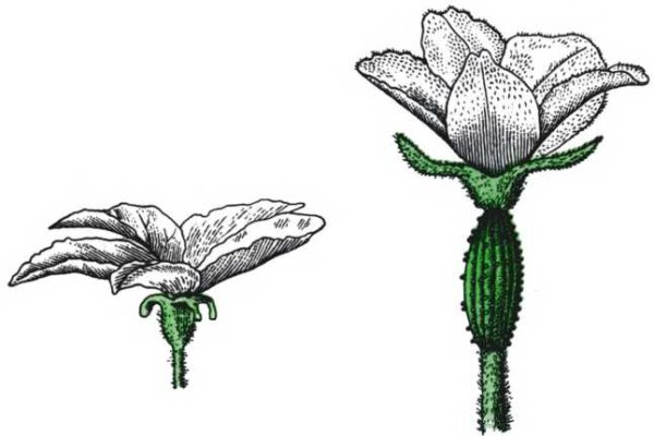 Тычиночный цветок огурца