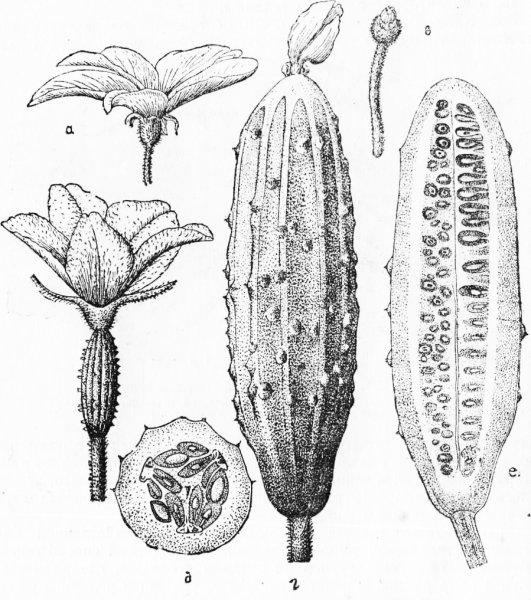 Тыквина огурца строение