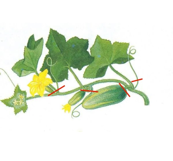 Огурцы на грядке для детей