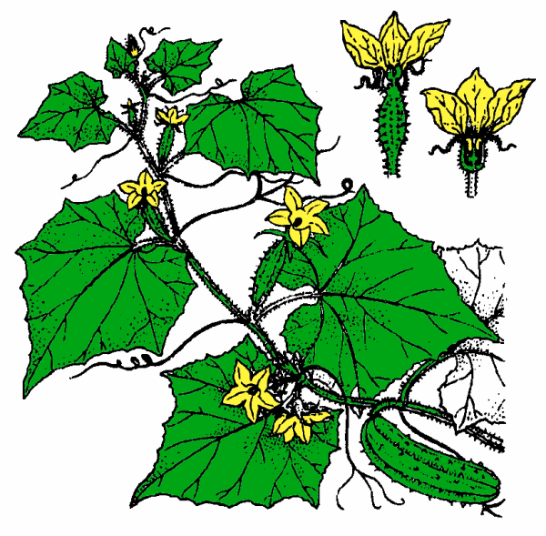 Огурец однодомное растение