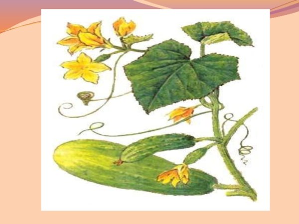 Огурец Ботаническая иллюстрация