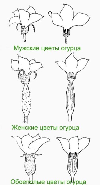 Огурчик с цветочком