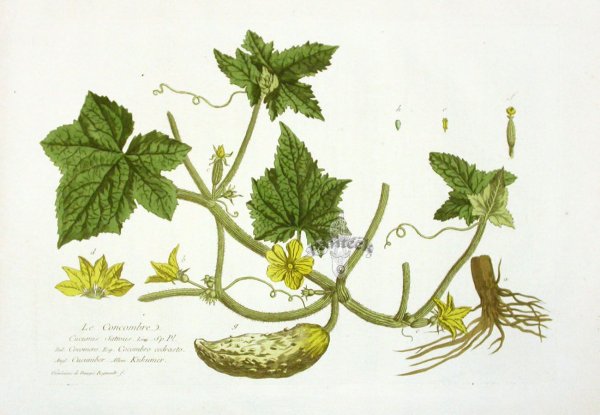 Огурец посевной гербарий