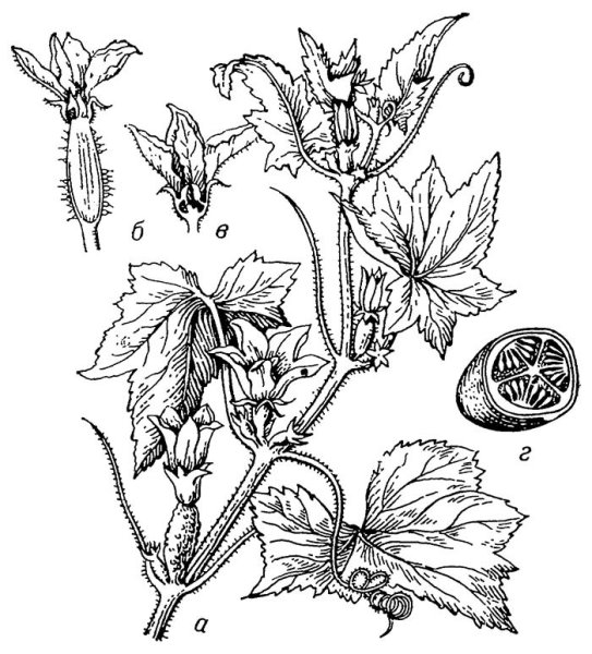 Цветок тыквы рисунок